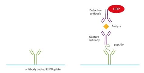 abcam simplestep elisa kit|Abcam elisa protocol.